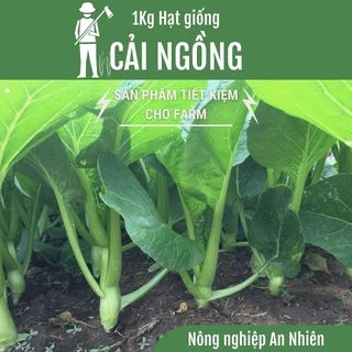 [SIÊU TIẾT KIỆM] 1Kg Hạt giống CẢI NGỒNG - sản phẩm chuyên dùng cho Farm