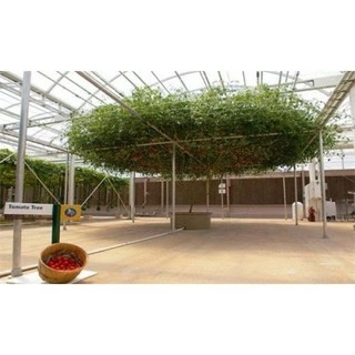 Cà Chua Bạch Tuộc ( Cà chua leo giàn) 30 hạt TÊT SALE ĐỒNG GIÁ SHOP MỚI