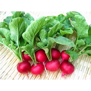 Hạt Giống Củ Cải Đỏ Cherry Trồng Chậu - SL: 1 GRAM