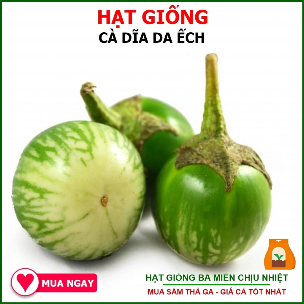 1G - Hạt Giống Cà Dĩa Da Ếch