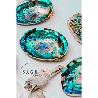 VỎ BÀO NGƯ Cầu Vồng_Rainbow Abalone_SAGE GARDEN