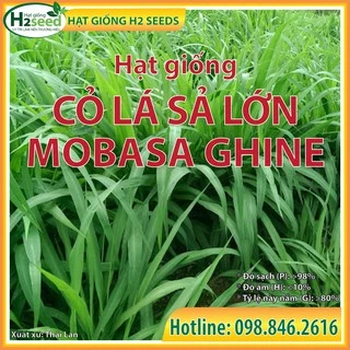 Cỏ ghine cỏ xả lá lớn cho bò, cá, thỏ, gói 50g nảy mầm tốt, năng suất cao, giàu dinh dưỡng, chịu hạn tốt