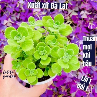 Sen thơm nhất mạt hương Đà Lạt size trung bình cây cảnh trang trí nhà cửa Lolita garden