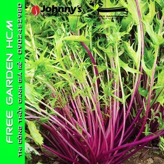 1.500 HẠT GIỐNG CẢI MIZUNA TÍM CENTRAL RED – Johnny’s Seeds – Mỹ