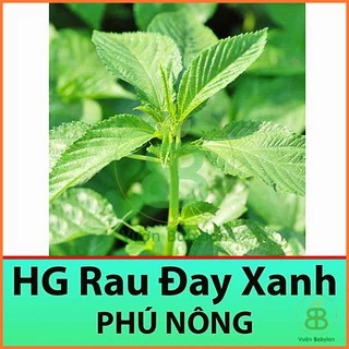 Hạt Giống Rau Đay Xanh Dễ Trồng 20GR