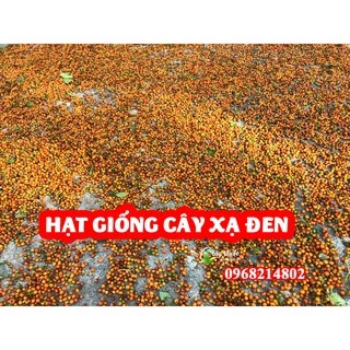 Hạt giống cây xạ đen hòa bình chuẩn 100%