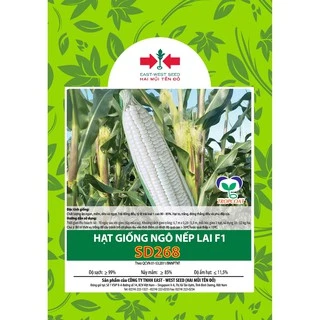 GÓI 500g (KHOẢNG 2600 HẠT) HẠT GIỐNG NGÔ NẾP LAI F1 SD268 CỦA EAST-WEST SEED (HAI MŨI TÊN ĐỎ)