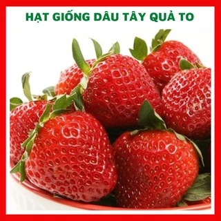 Hạt giống dâu tây quả to ngon ngọt - rau củ quả chịu nhiệt 4 mùa, trồng chậu ban công ngon giòn ngọt nảy mầm cao 0,5g