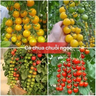 Hạt giống cà chua bi chùm siêu quả F1