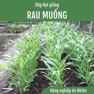 50g Hạt Giống Rau Muống Lá Tre Cao sản dễ trồng Nhanh Thu Hoạch