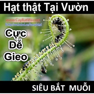 Hạt Giống Cây gọng vó Drosera Indica Serpens hoa tím Việt Nam