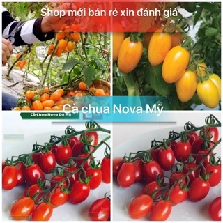 Hạt giống cà chua nova Mỹ cao sản chất lượng F1