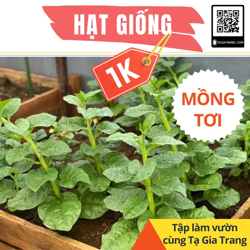 Deal 1K - 30 Hạt giống rau mồng tơi xanh - Tập làm vườn cùng Tạ Gia Trang