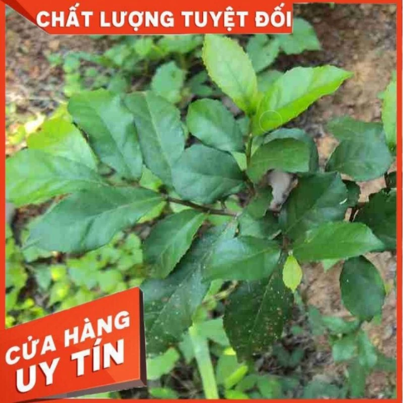 1kg Cây duối - duối nhám - hoàng anh mộc tươi