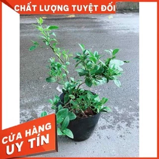 Cây Chanh Kép Cho Nhiều Trái Nhiều Người Mua