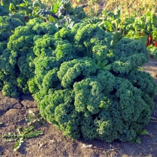 Hạt giống cải xoăn Kale hiệu Rạng Đông chất lượng cao