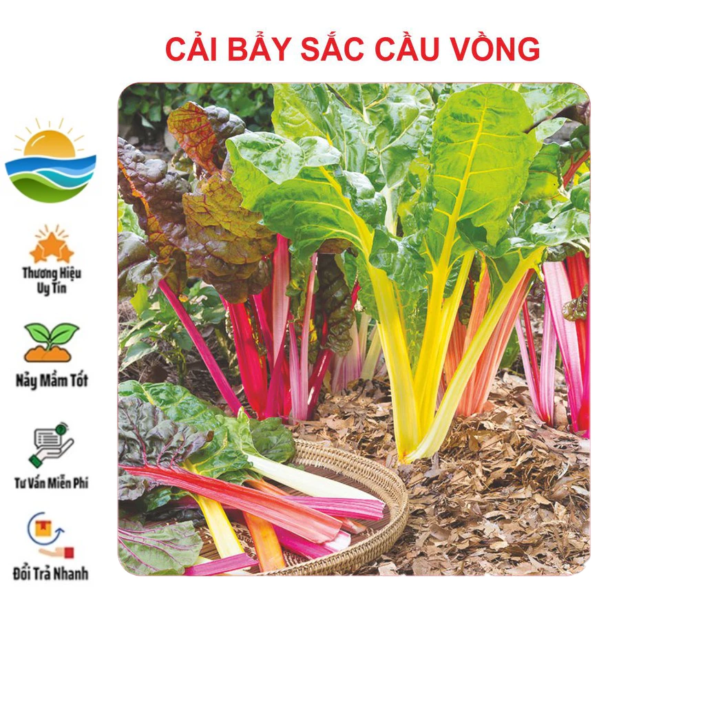 Hạt Giống Cải Cầu Vồng - Cải 7 Sắc 50 Hạt