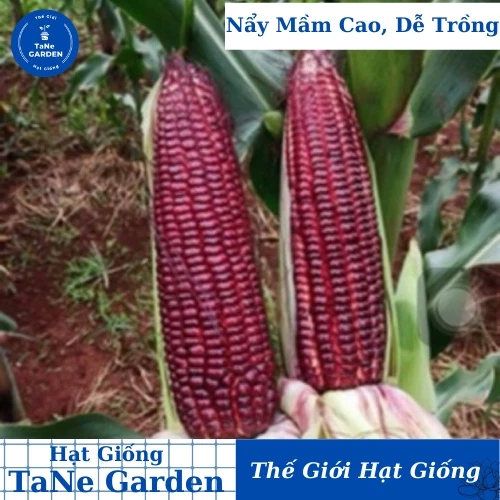 10h Hạt Giống Bắp Ngô Nếp Tím F1 TG18 - TaNe Garden