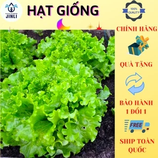 ( 300 Hạt) 🥬Hạt Giống Rau Xà Lách Ria Xanh ( xà lách xoăn) chịu nhiệt dễ trồng, năng suất cao JL9