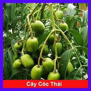 Cây cóc thái - cây ăn trái - caykiengsadec