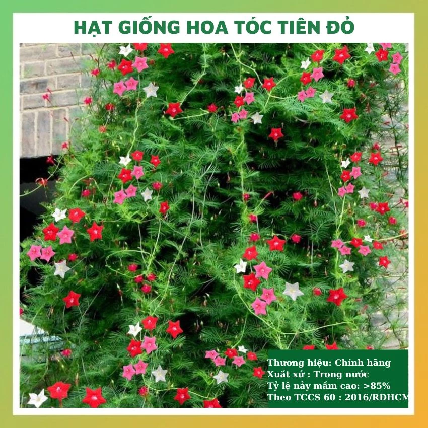 Hạt giống hoa tóc tiên đỏ đẹp dễ trồng, chăm sóc tỉ lệ nảy mầm cao 10 hạt