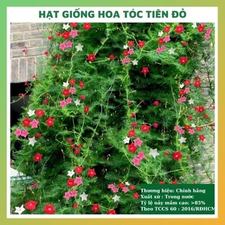 Hạt giống hoa tóc tiên đỏ đẹp dễ trồng, chăm sóc tỉ lệ nảy mầm cao 10 hạt