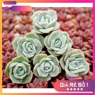 Sen Đá Hoa Hồng Hà Lan GLASS GARDEN combo 5 cây sen đá mini 3cm - Thuần khí hậu Đà Lạt - Mua 10 cây tặng 1