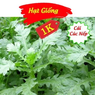 Deal 1K - 100 Hạt giống Cải Cúc Nếp Cao Sản - Tập trồng rau tại nhà