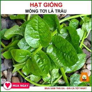 Hạt Giống Mồng Tơi Lá To Chịu Nhiệt Tốt, Thu Hoạch Nhiều Lần 50gram