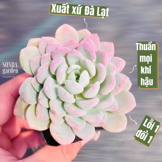 Sen đá ruby trắng SONDA GARDEN size bé 5-8cm cây cảnh trang trí nhà cửa, lỗi 1 đổi 1