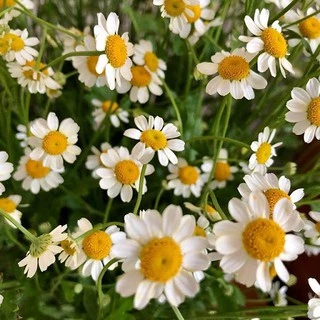 Gói 50 hạt giống hoa Cúc Tana Cỏ Thơm Feverfew