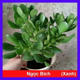 caykiengsadec - Cây Ngọc Bích (Xanh) - cây cảnh để bàn