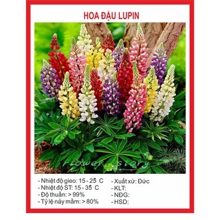 Hạt Giống Hoa Đậu Lupin Mix 20 Hạt