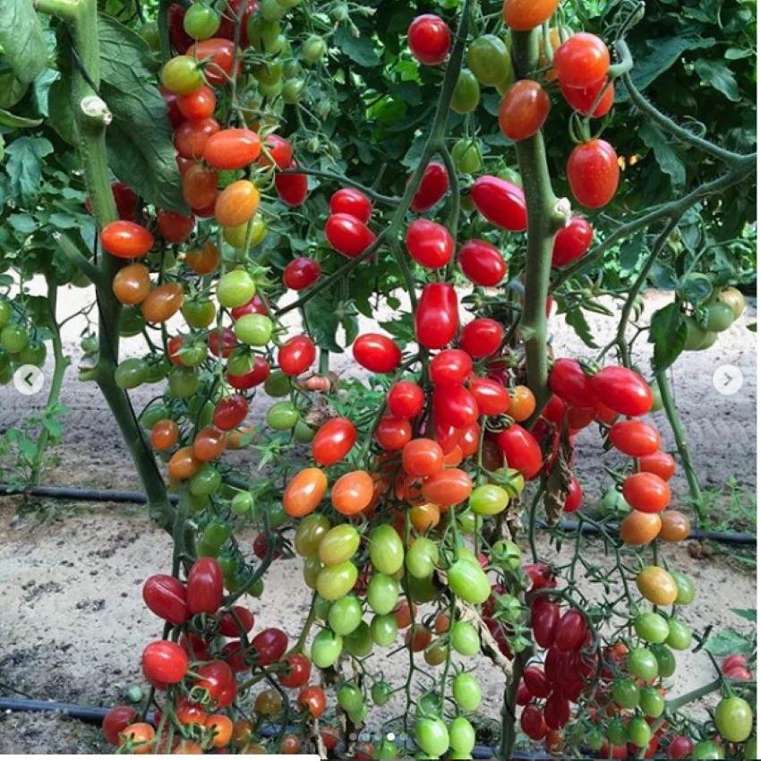 Hạt giống cà chua trái cây siêu ngọt SUPER SWEET - cà chua bi ngọt nhất trong các loại cà chua trái cây