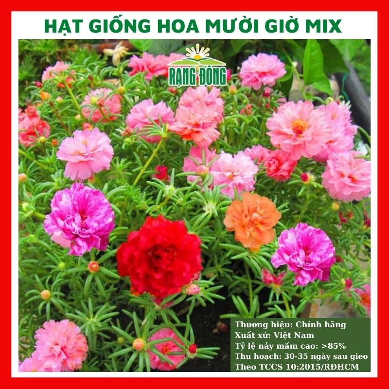 Hạt giống hoa mười giờ kép mix màu GÓI 500 HẠT túi zip nảy mầm tốt