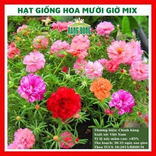 Hạt giống hoa mười giờ kép mix màu GÓI 500 HẠT túi zip nảy mầm tốt