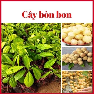 Cây bòn bon ghép ( dâu da ) 1 năm ra quả