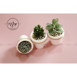 Cây giả - Chậu cây mini size 5cm - trang trí, chụp ảnh, quà tặng ý nghĩa