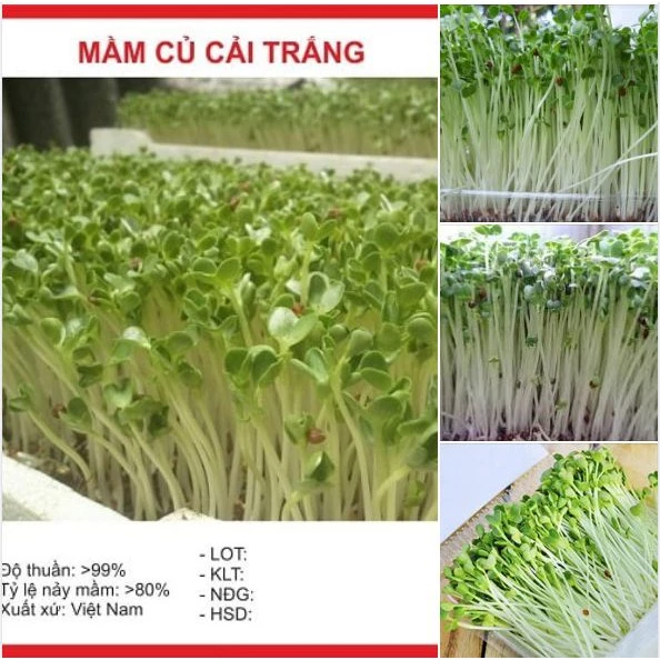 Combo 3 gói hạt giống rau ăn mầm củ cải trắng