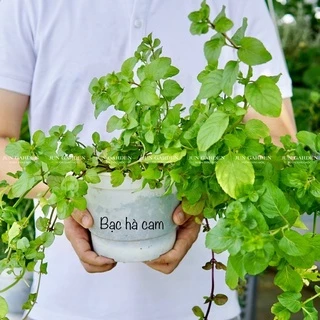 Bạc Hà Cam - Orange Mint Thơm Mùi Cam Dùng Làm Pha Chế Thức Uống - Jun Garden