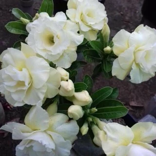 Cây sứ thái ghép hoa trắng gốc to siêu nụ (gửi cây như hình 3)