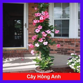 Cây Hồng Anh - Cây cảnh sân vườn