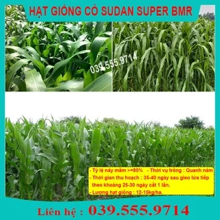 HẠT CỎ CHĂN NUÔI SUDAN SUPER BMR 1KG - CỎ BMR CAO LƯƠNG SIÊU NĂNG SUẤT