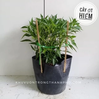 Cây ớt, giống ớt hiểm cây gia vị