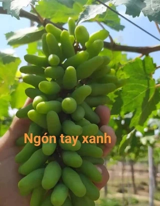 NHO XANH-CÂY GIỐNG