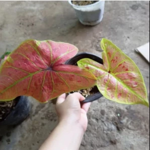 Cây kiểng lá Caladium New Wave - Môn đốm đỏ