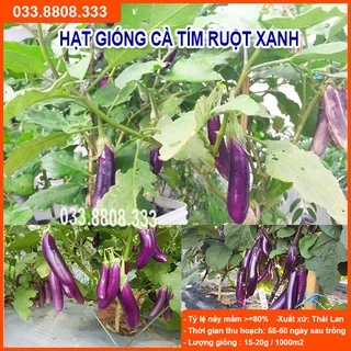 Hạt Giống Cà Tím Ruột Xanh Quả Dài  - Tỷ Lệ Nảy Mầm Cao