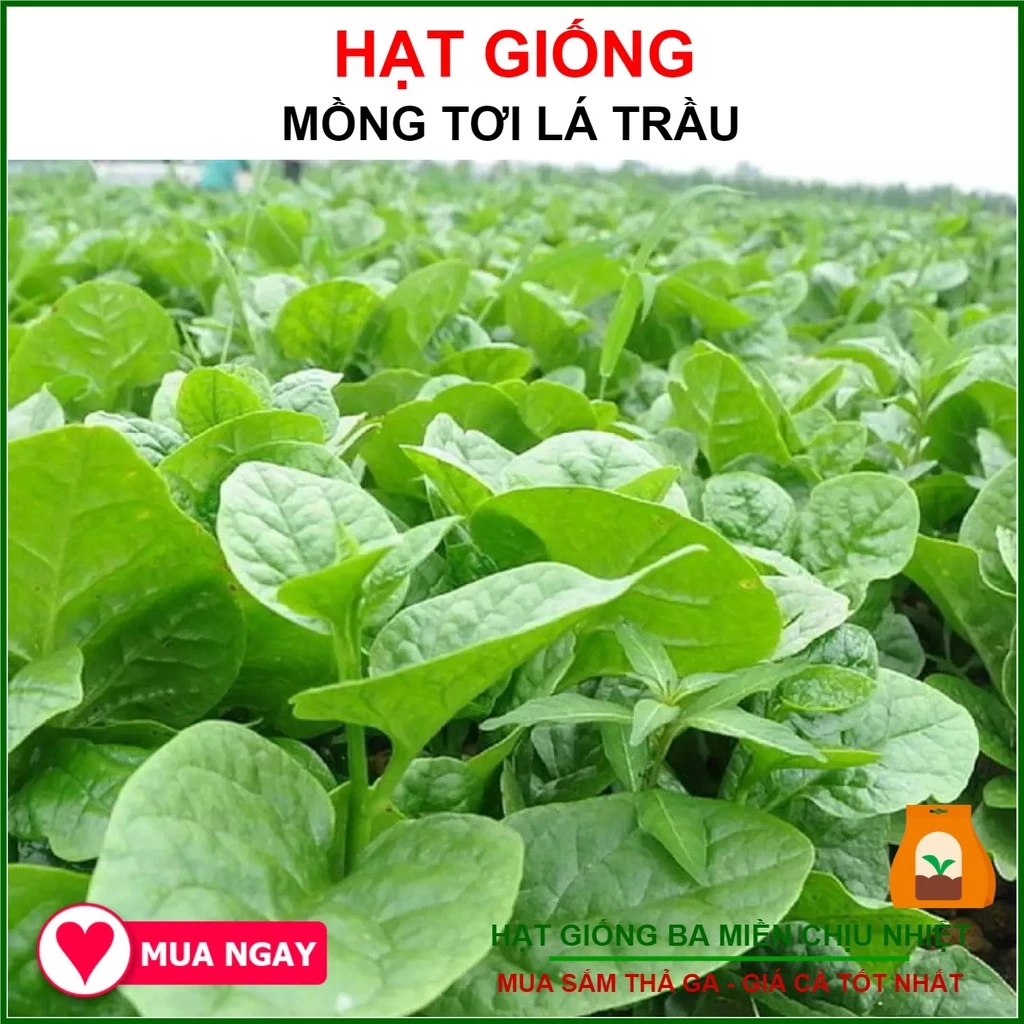 Hạt Mồng Tơi Cao Sản Phú Nông 20Gram