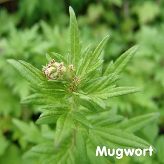 Tinh dầu Ngải cứu Mugwort Essential Oil (Wild Wormwood)