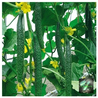 [Seeds] Hạt giống Dưa leo Nhật lai F1 RD355, đóng gói 0.5gr (khoảng 30 hạt)